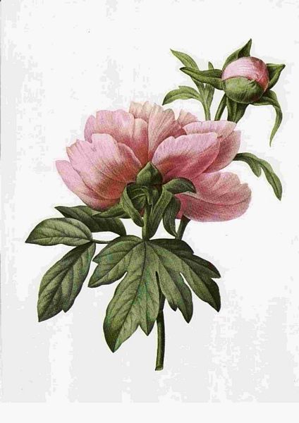 Fountain of Flowers - Set 19. 70 Pages to DOWNLOAD